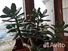 Красула / Толстянка / Денежное дерево