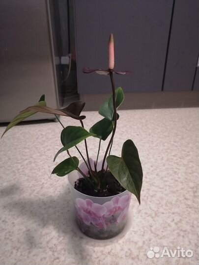 Цветок Антуриум Блек Лав