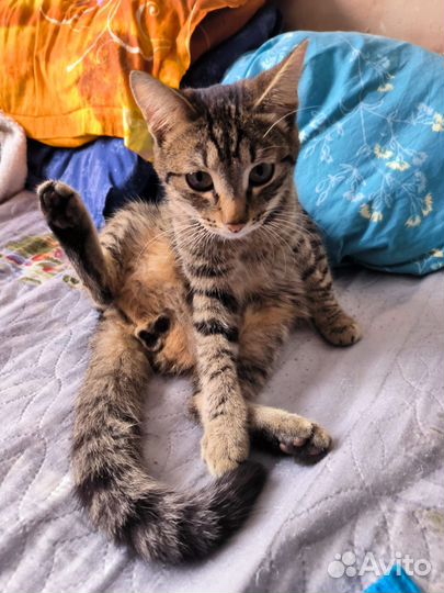 Котик - подросток Василёк