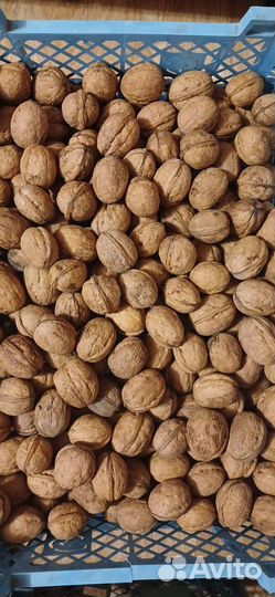 Орех грецкий