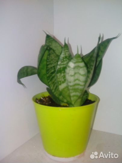 Сансевьера продам-обмен