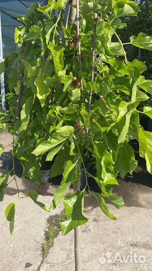 Шелковица плакучая