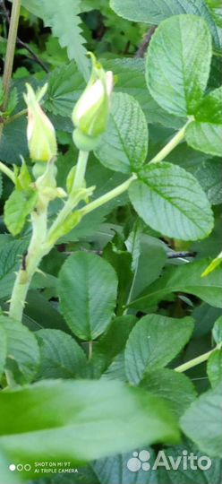 Белый шиповник. Папоротник