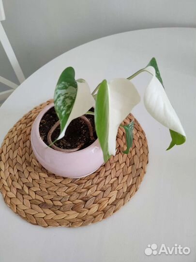 Монстера вариегатная Альба