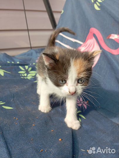 Котёнок девочка