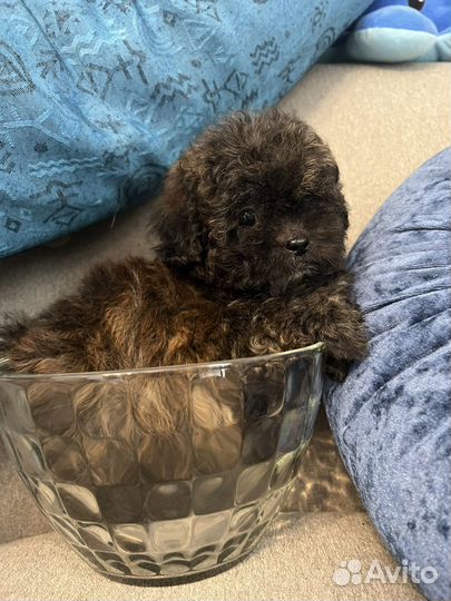 Щенки мальтипу f1