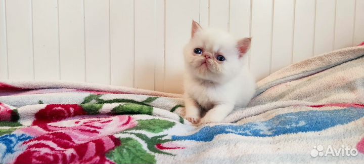 Котята экзотики