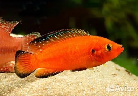 Аквариумные рыбки. Не магазин