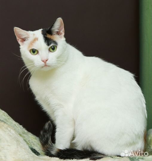 Кошка ищет семью