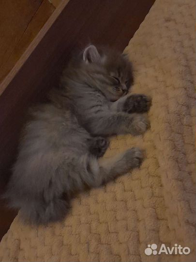 2 котенка в дар