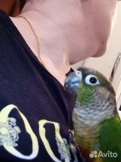 Пиррура замечательный малыш.Не кусается вообще