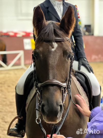 Уздечка для лошади