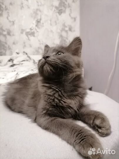 Кошки в добрые руки бесплатно