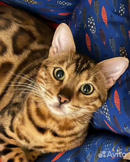 Бенгальский кот