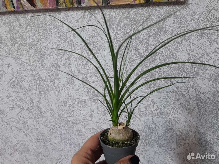 Бокарнея нолина