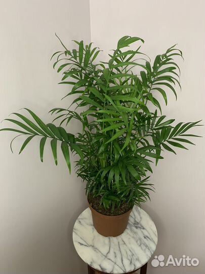 Пальма хамедорея