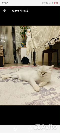 Серебристая шиншилла