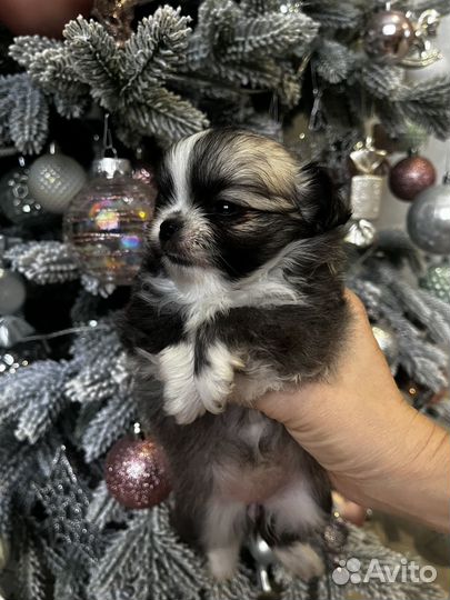 Чихуахуа девочки