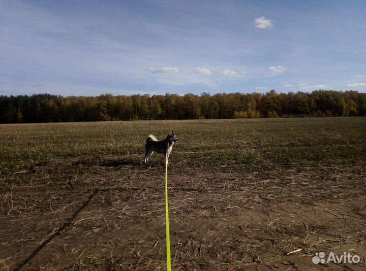 Передержка собак