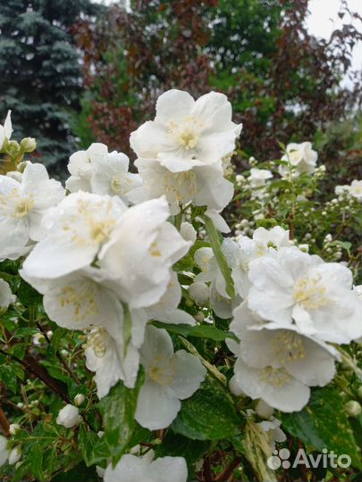 Жасмин пестролистный