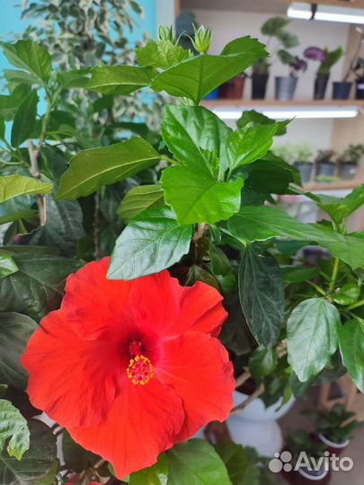 Гибискус на штамбе