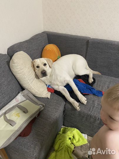 Отдам лабрадора