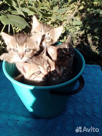 Котята - тигрята в дар