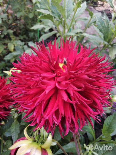 Георгин клубни Джексон