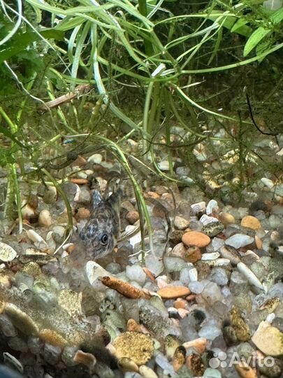 Аквариум 36 литров