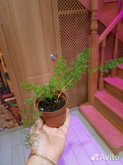 Аспарагус мейера