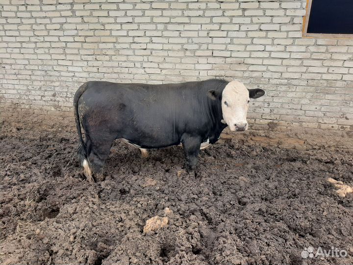 Быки на племя