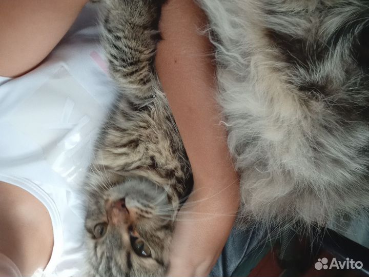 Выгул собак и кошек