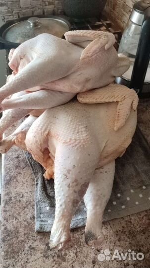 Домашнее мясо кур, яйца куриные домашние