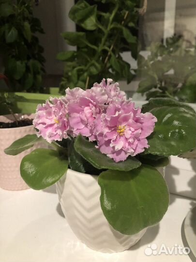 Фиалка - листочки, сорт «арбузный снег»