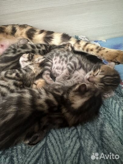 Бенгальские котята