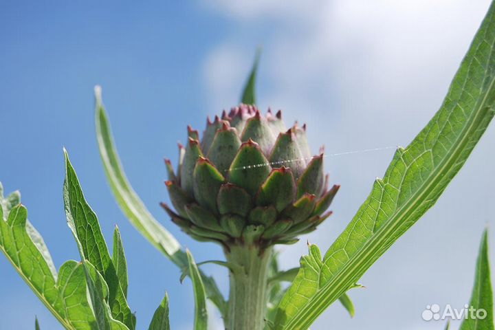 Артишок (семена)