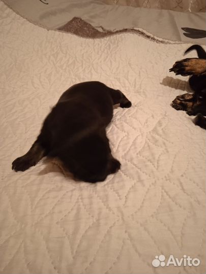 Маленькая собака в добрые руки