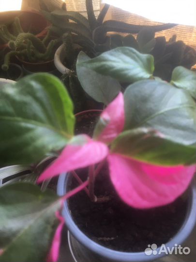 Альтернантера,синглниумы,монстера