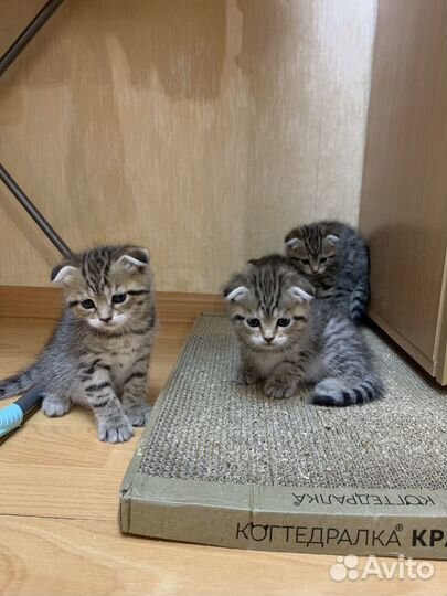 Вислоухие котята