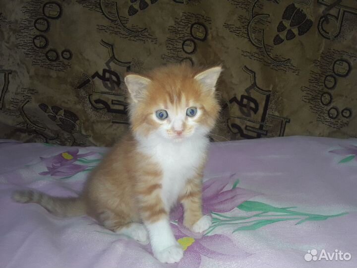 Отдам в добрые руки