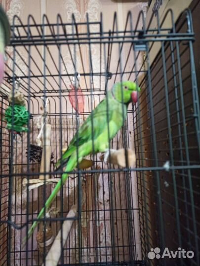 Ожереловый попугай мальчик