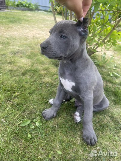 Питбуль прайтер