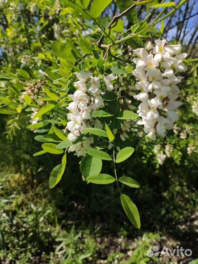 Настоящий мёд с бесплатной доставкой. Цена за 3л