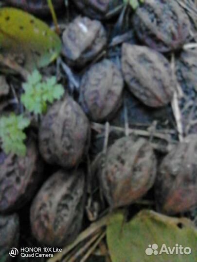 Саженцы маньчжурского ореха