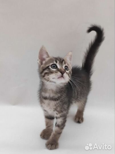 Котята в добрые руки, 2 месяца