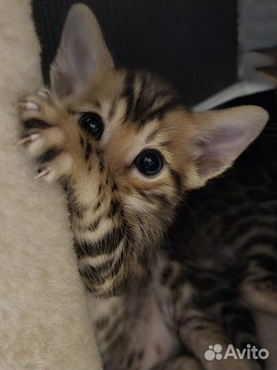 Бенгальская леопардовая кошка