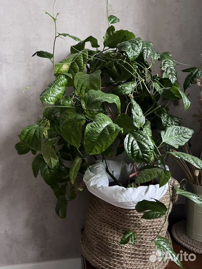 Пассифлора