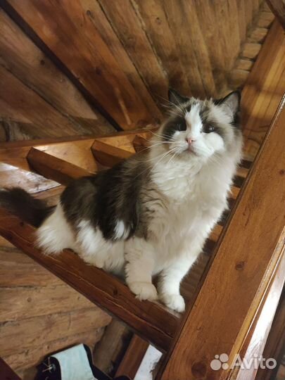 Кошка рэгдолл