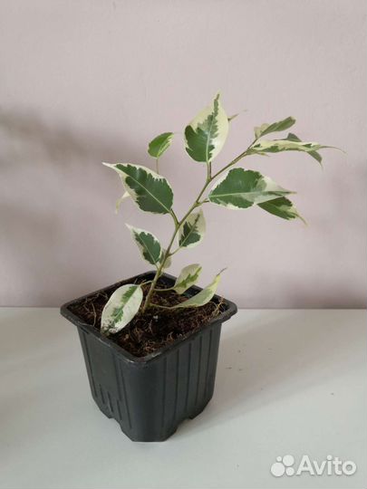 Фикус бенджамина