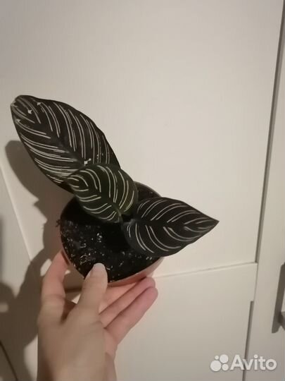 Калатея Сандериана украшенная